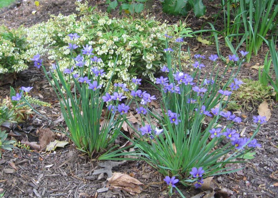 Sisyrinchium angustifolium