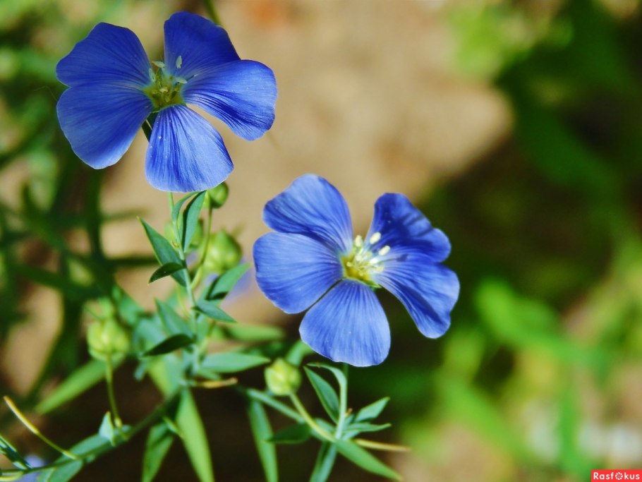 Полевые кустарные голубоглазки