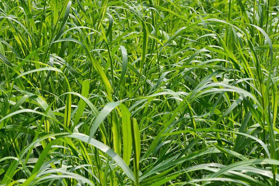 Трава резучка