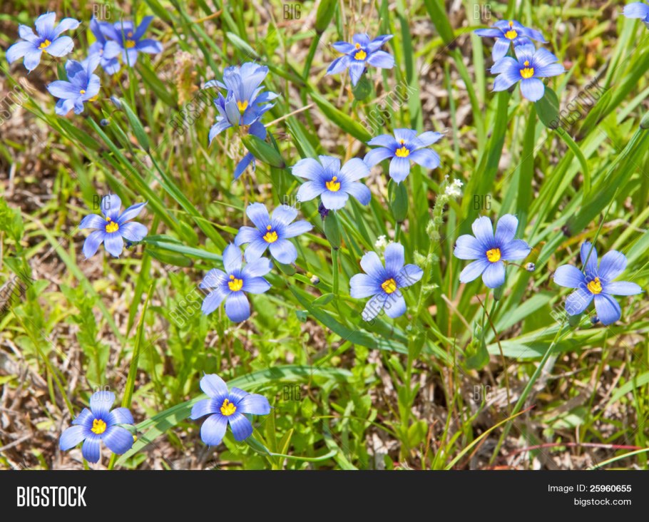 Сисюринхий узколистный синий