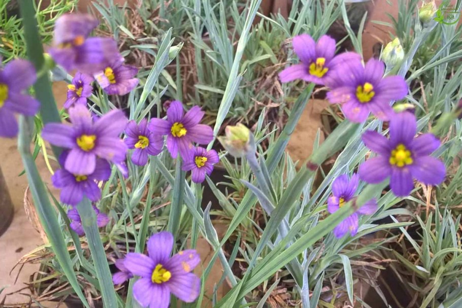 Голубоглазка мелкоцветная