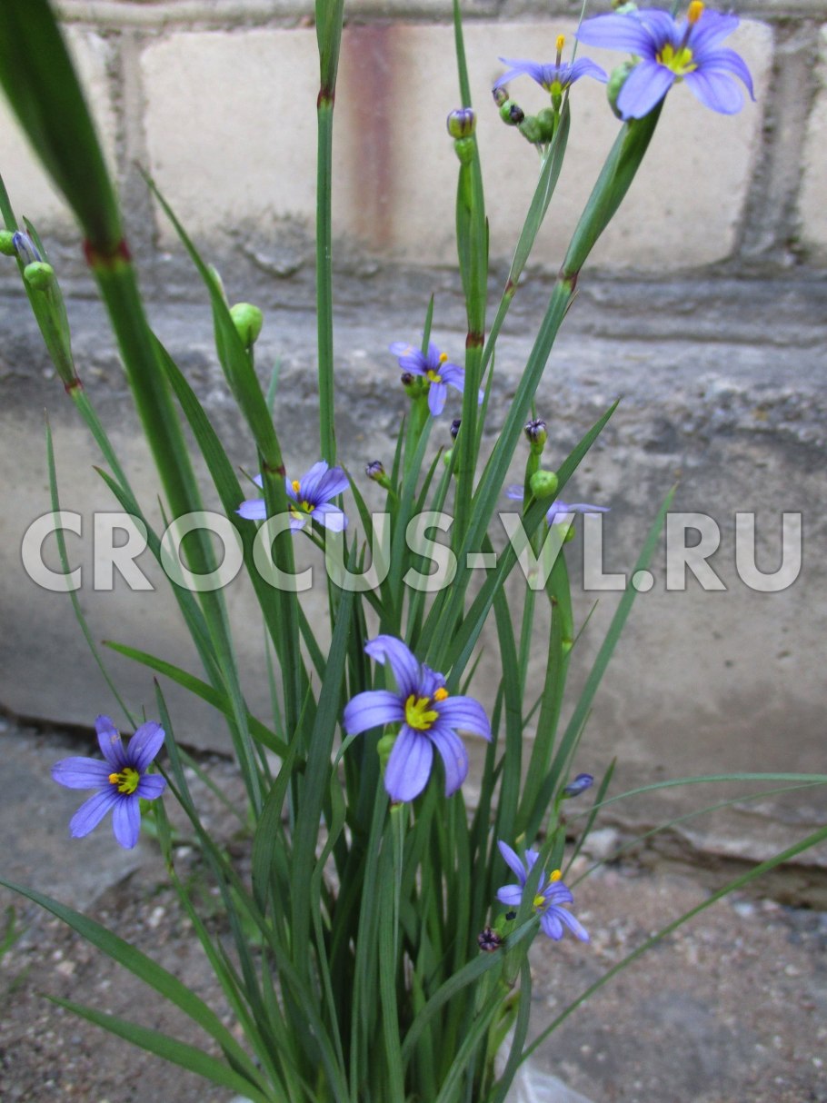 Сисюринхий голубоглазка