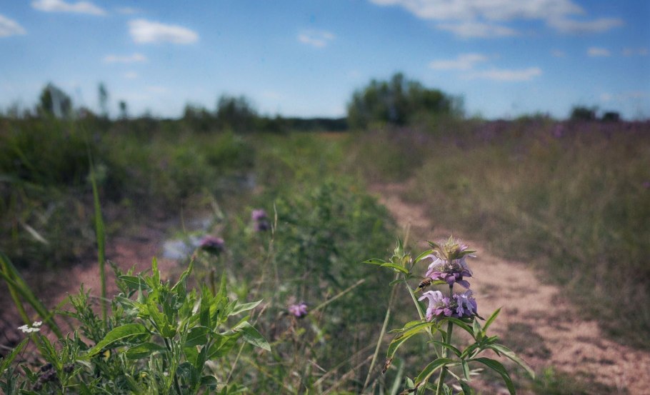 Бергамот трава для чая фото