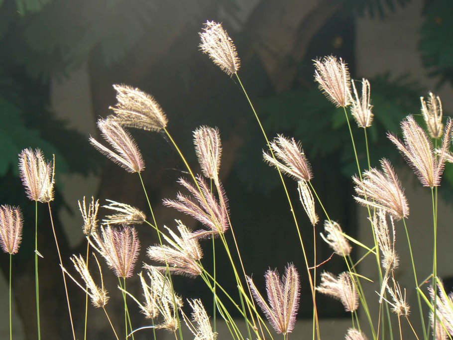 Хлорис Хлорис