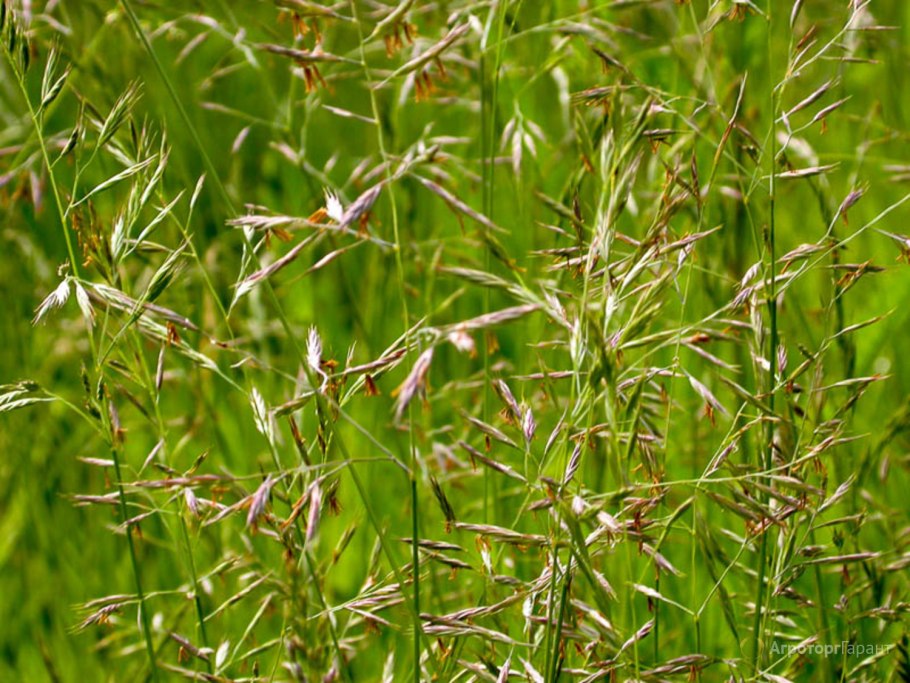 Овсяница Луговая (Festuca pratensis)