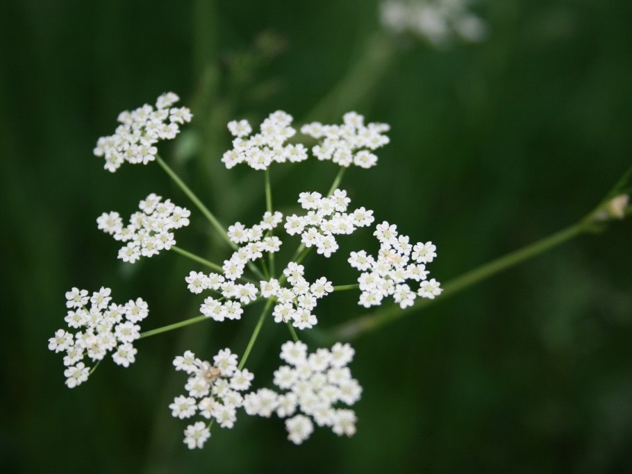 Зонтичные кашка Полевая