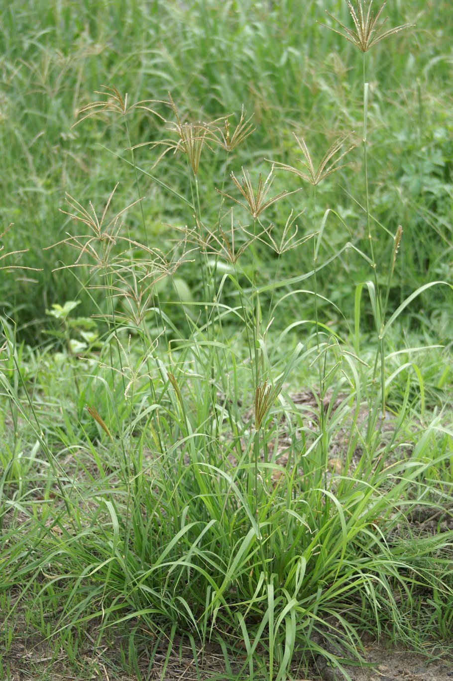 Кормовая трава 4