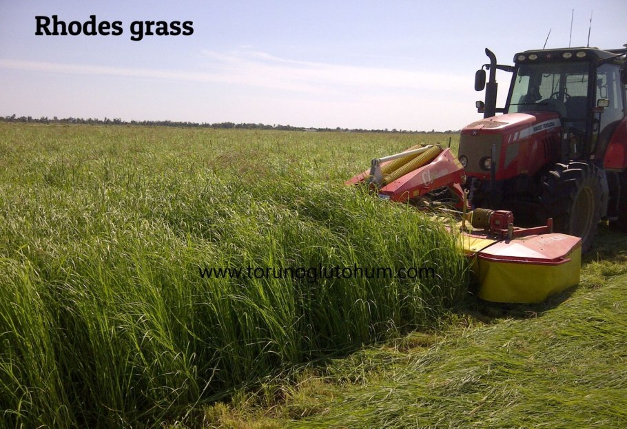 Teff grass что значит