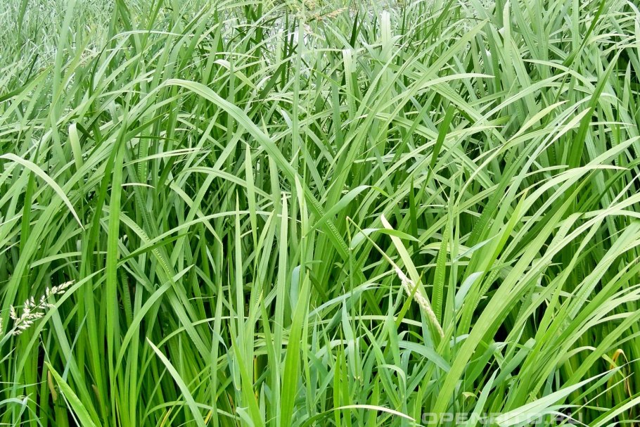 Трава АИР болотный