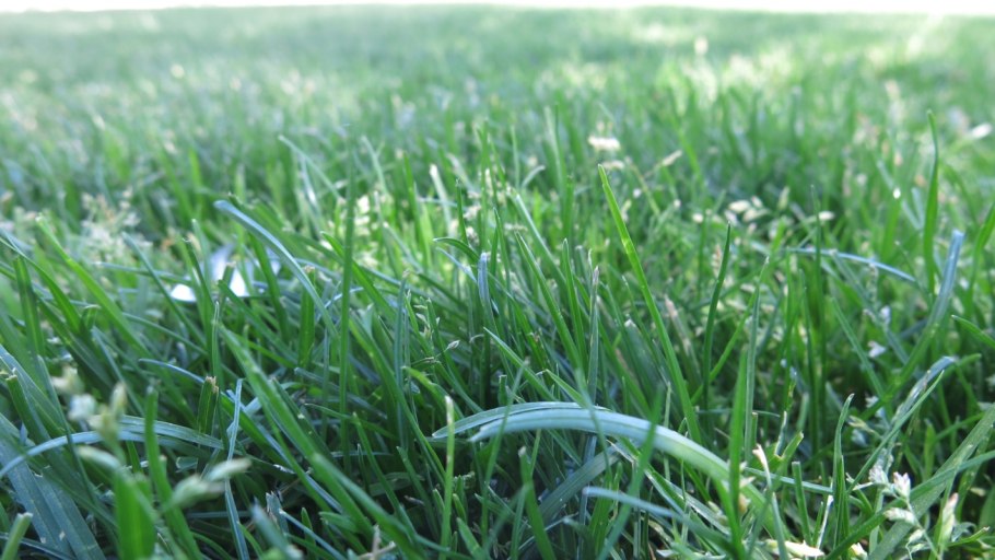 Мятлик Луговой для газона