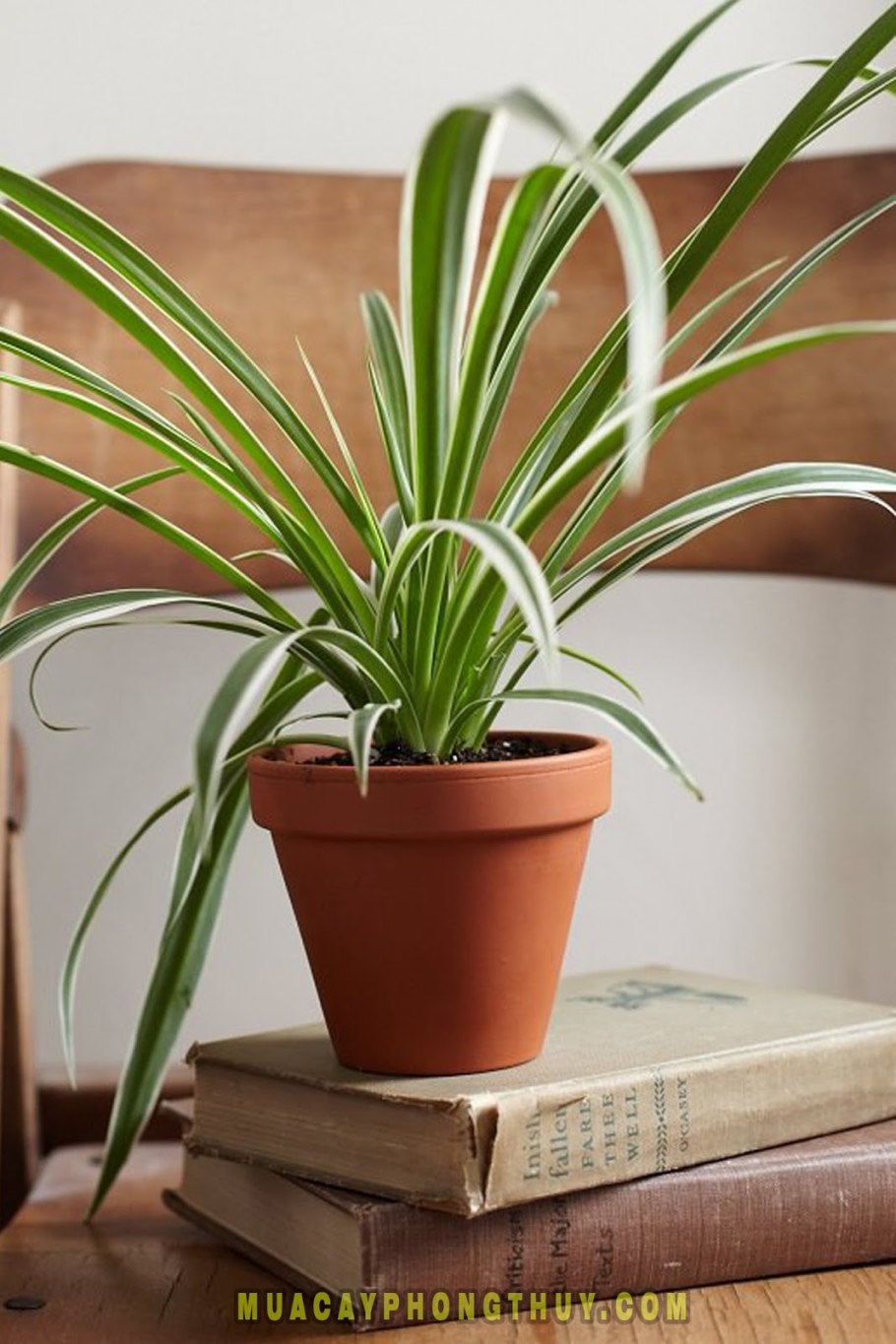 Растение паук хлорофитум Комосум