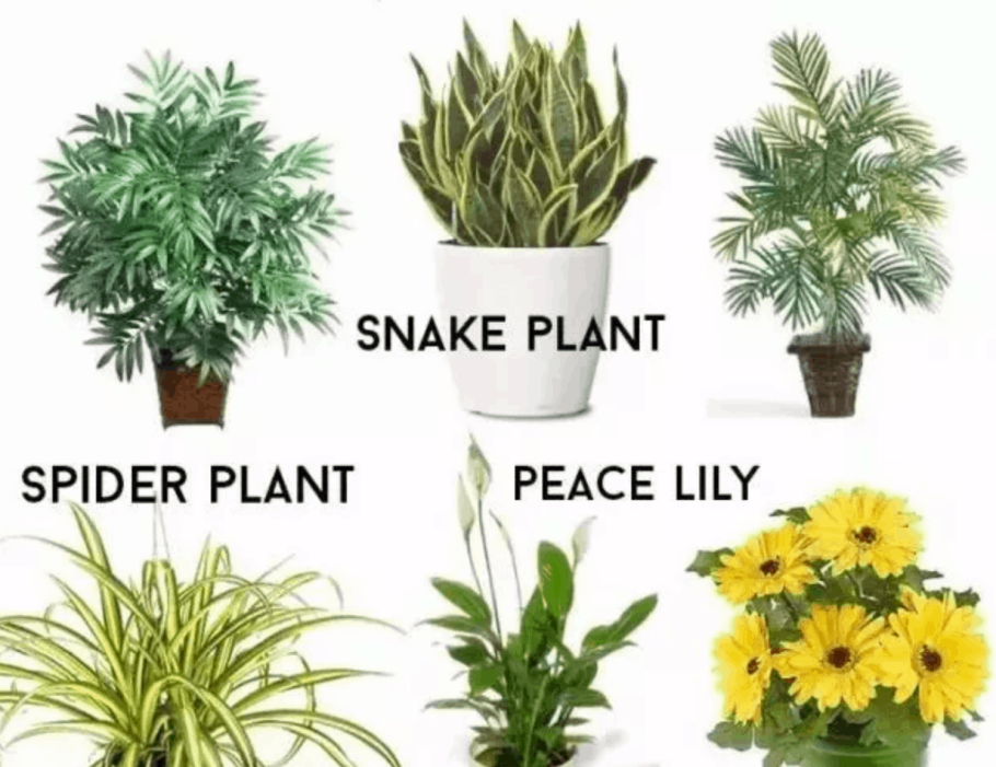 Комнатные растения очистители воздуха