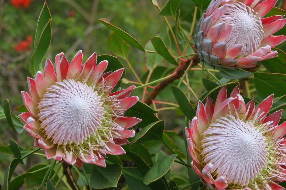Protea cynaroides - протея артишоковая