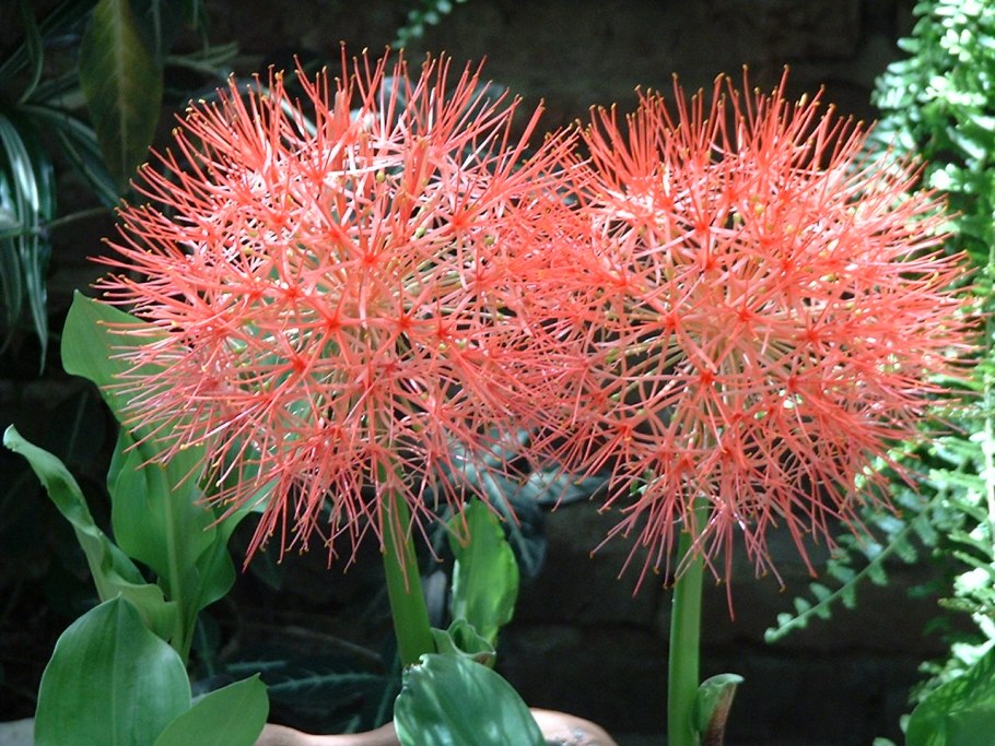 Гемантус Катарины