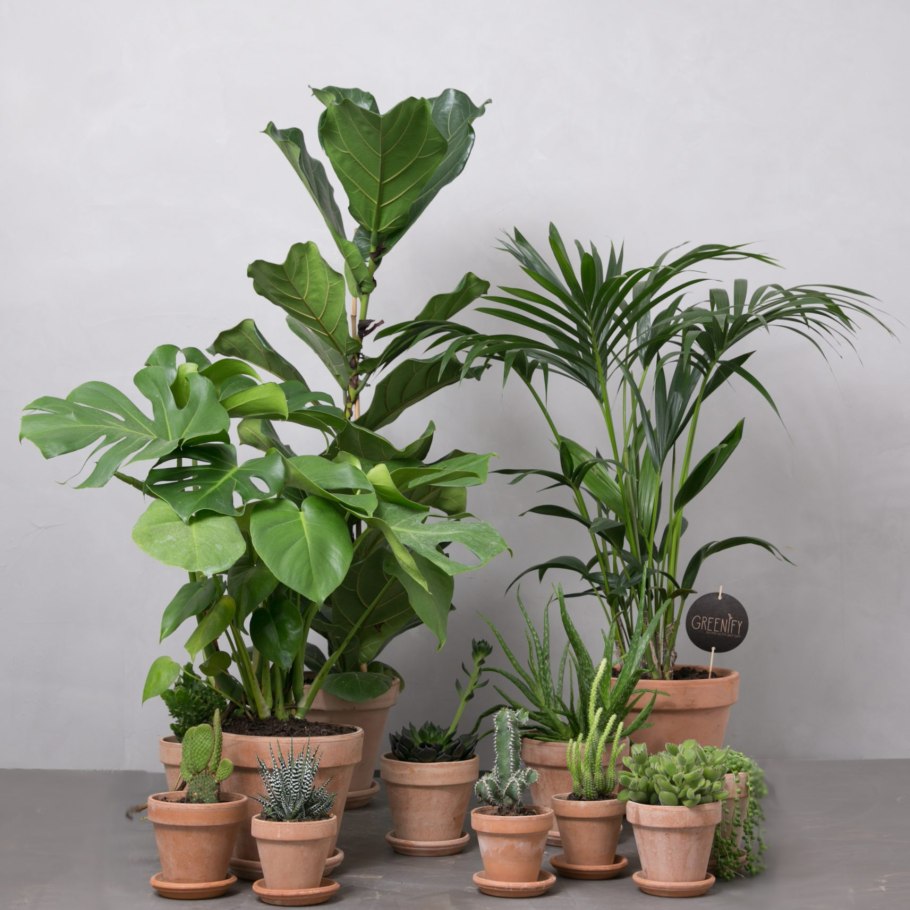 Комнатные цветы нецветущие