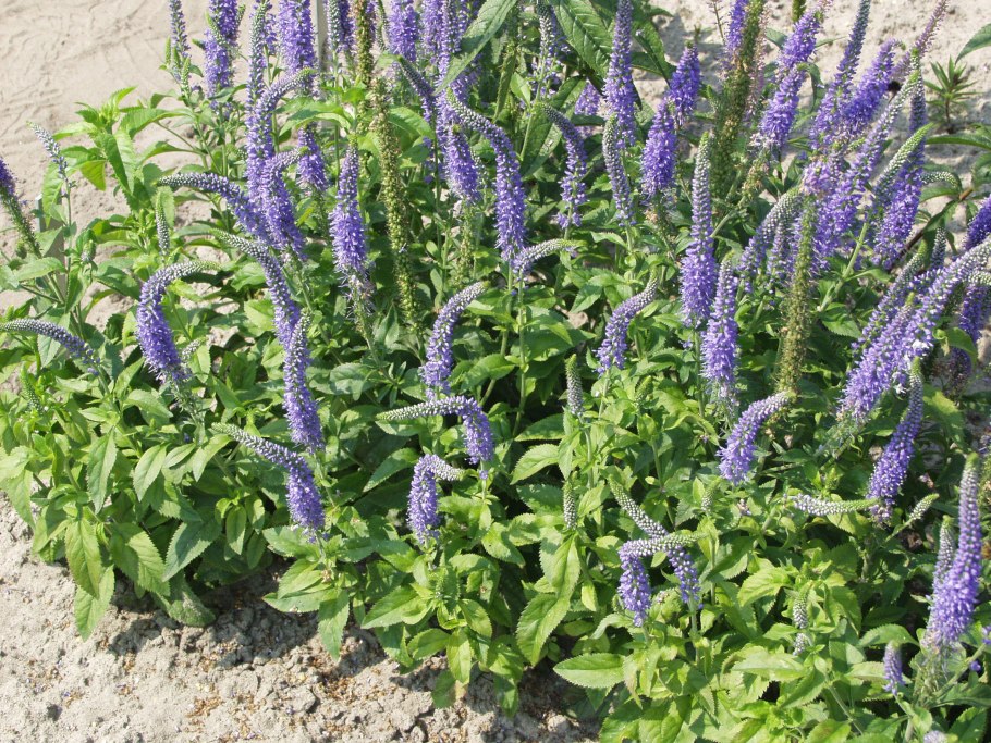 Вероника колосковая (Veronica spicata )