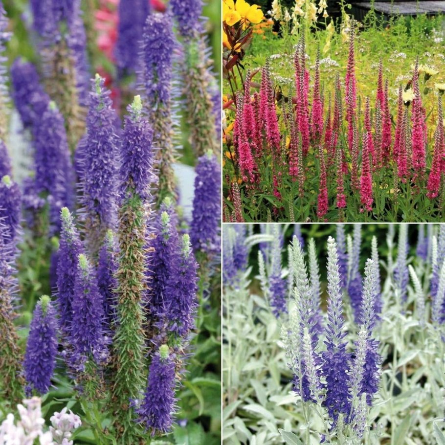 Вероника колосистая spicata Heidekind