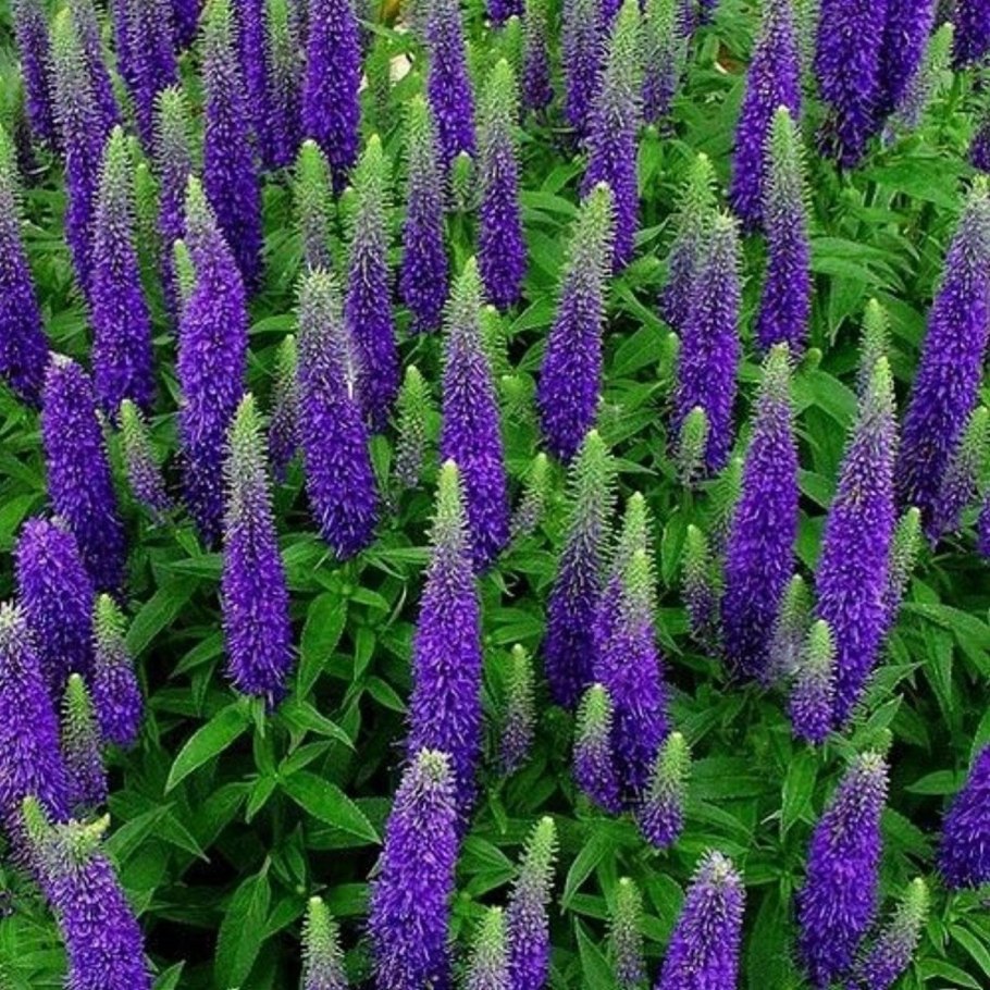 Вероника колосковая Ротфучс