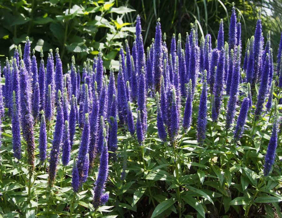 Вероника колосковая анниверсари блю