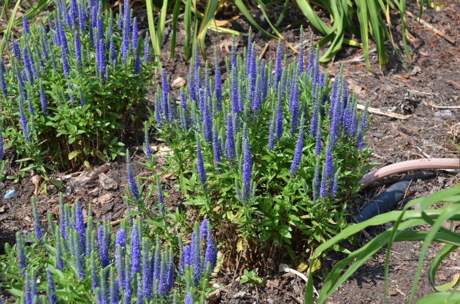 Вероника колосковая Блю букет