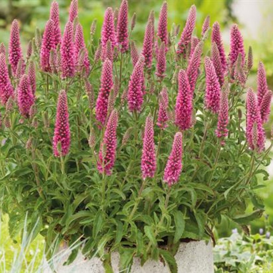 Вероника колосистая heidekind