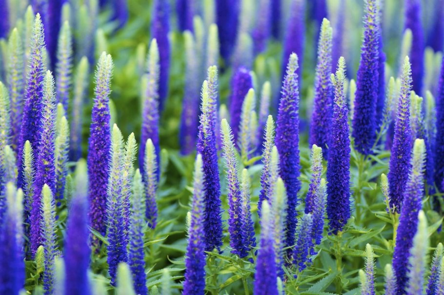 Вероника колосистая анниверсари блу