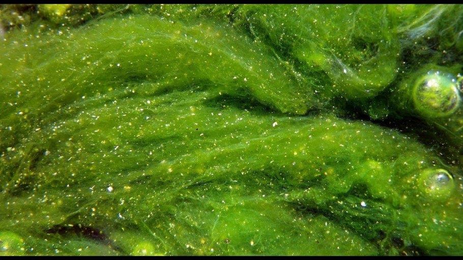 Синуровые водоросли