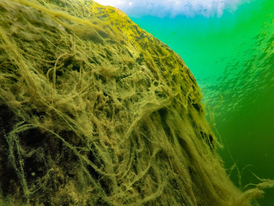 Жёлтозелёные водоросли