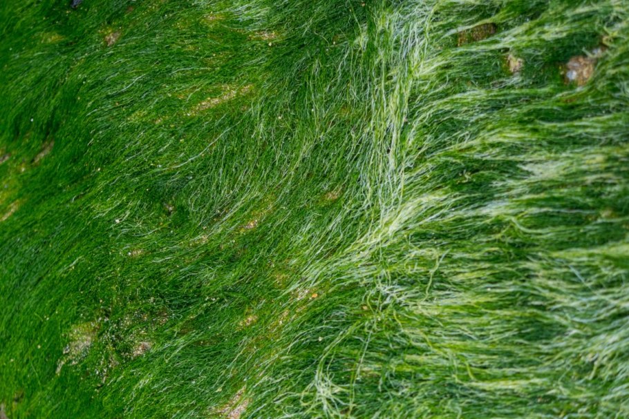 Ламинариевые бурые водоросли