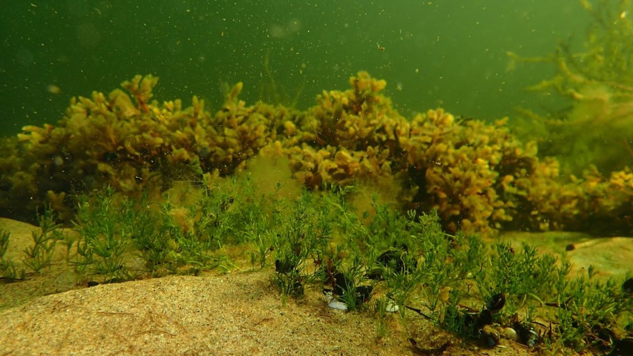 Морские водоросли ламинария красные водоросли