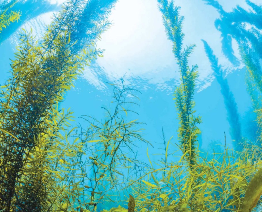 Водоросли морские