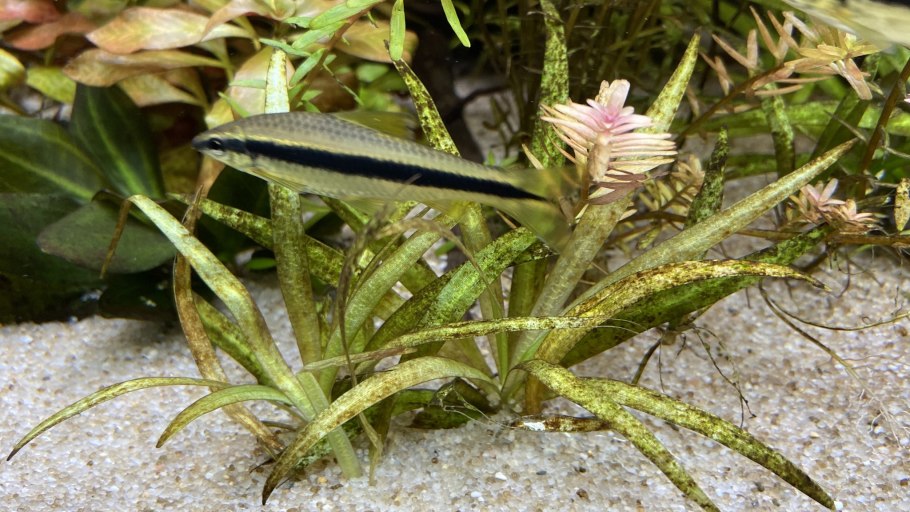 Келп бурая водоросль