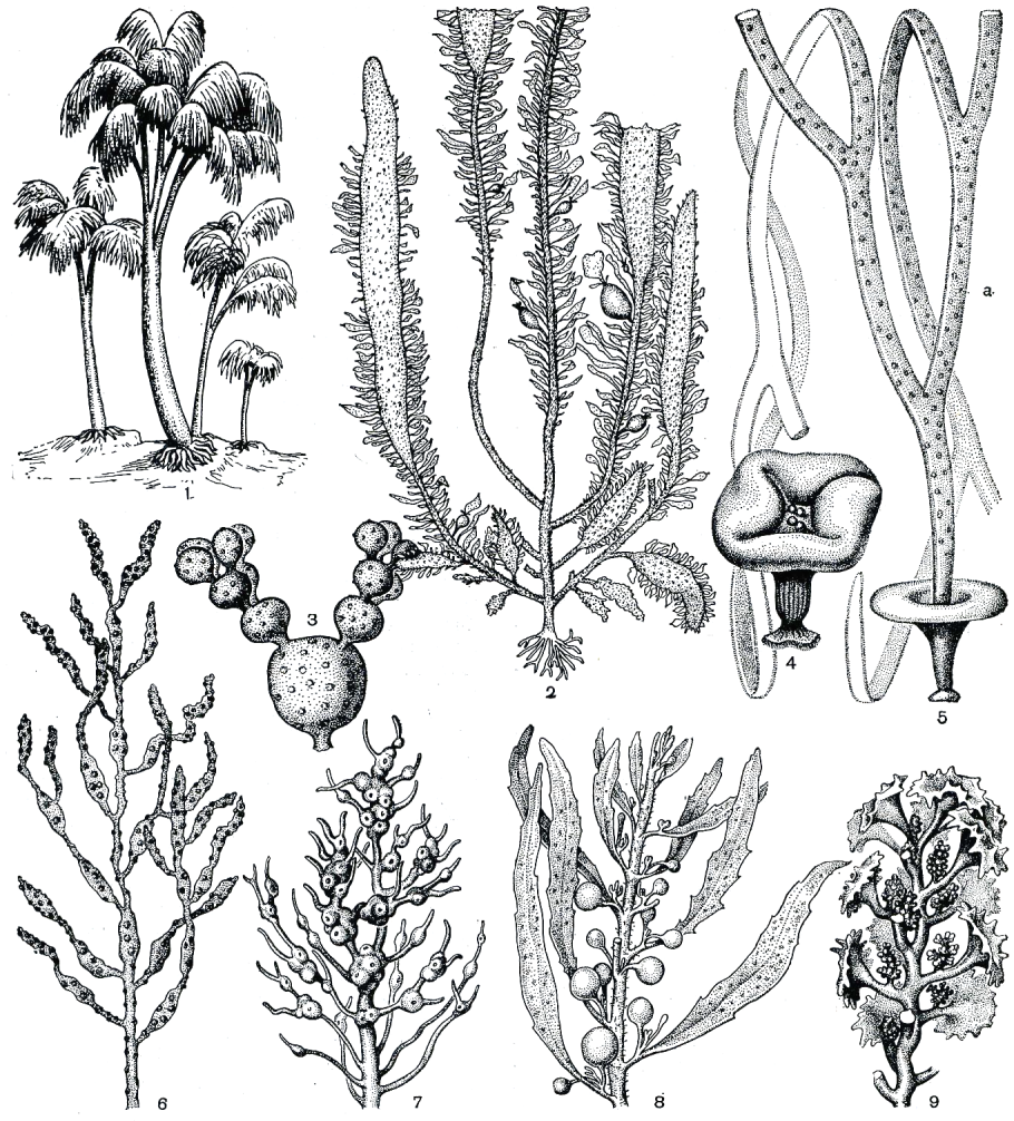 Таллом бурых водорослей