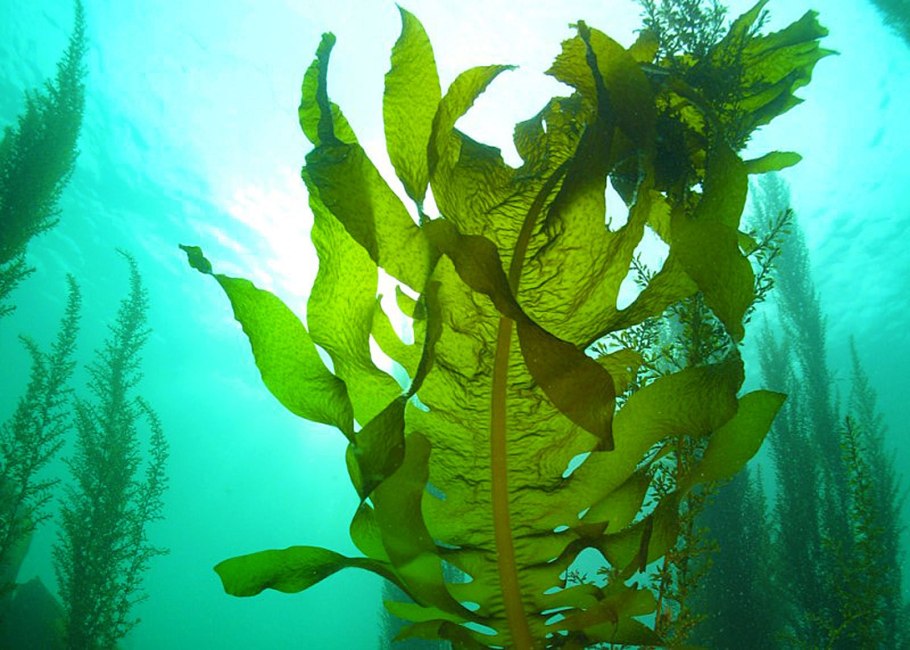 Морские водоросли ламинария