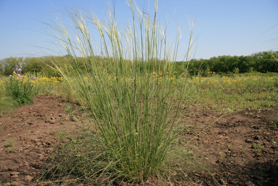 Типчак в степи