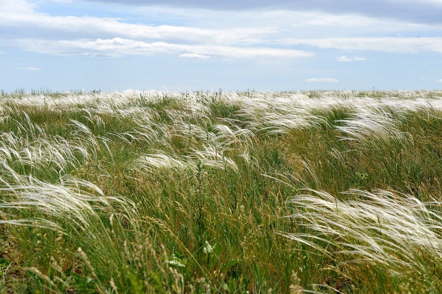 Stipa sareptana a.k. Becker – ковыль Сарептский