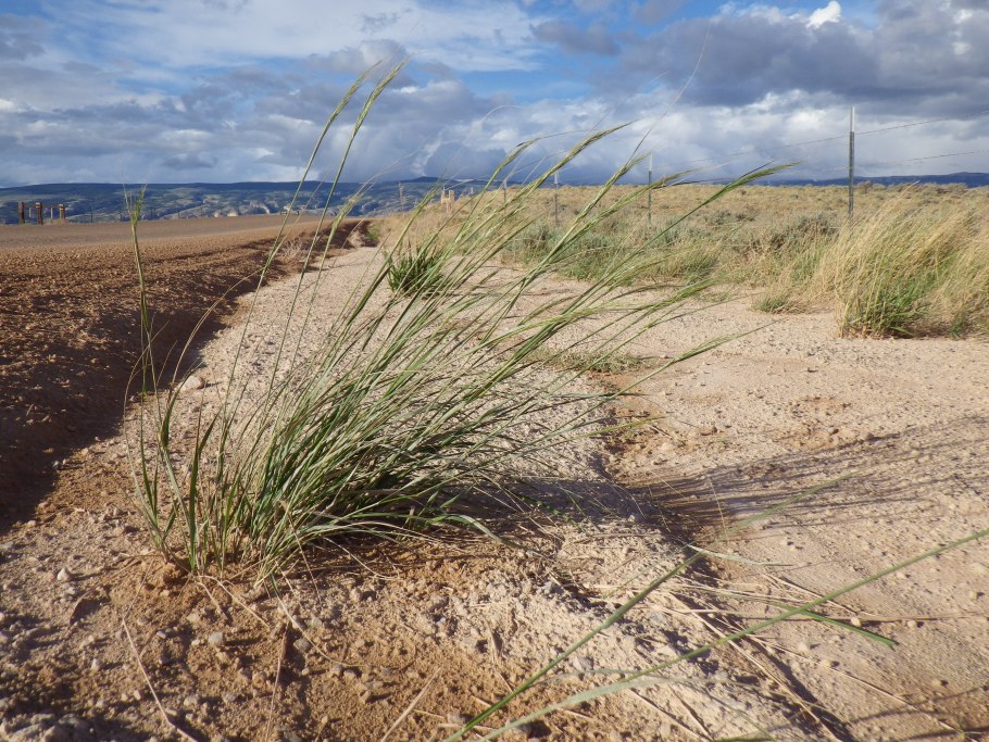 Колосняк в пустыне