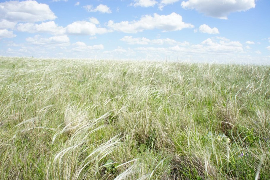 Типчаково-Ковыльная степь