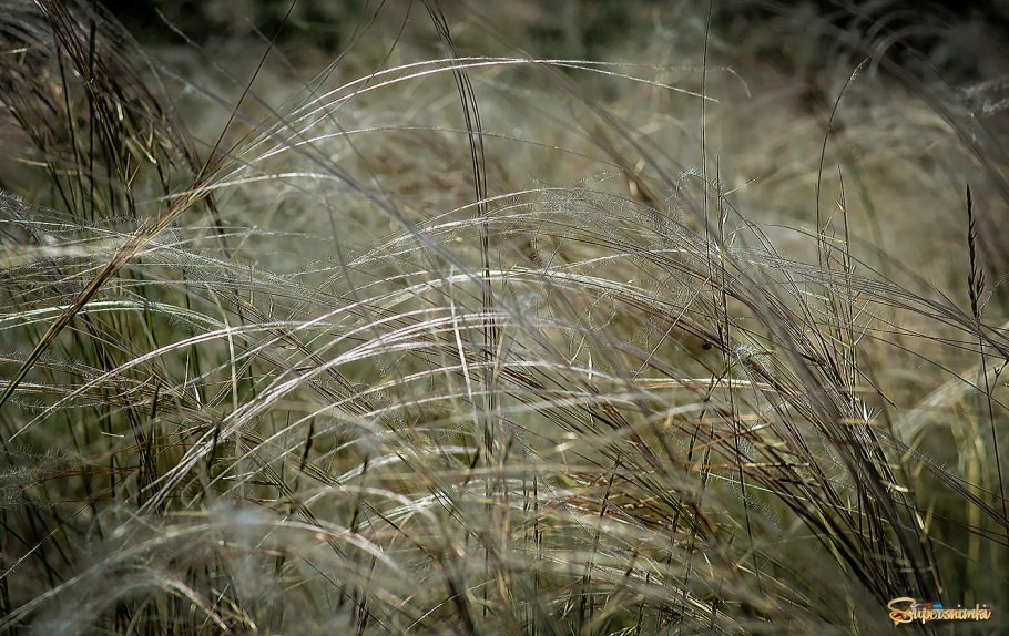 Ковыль перистый Алтай