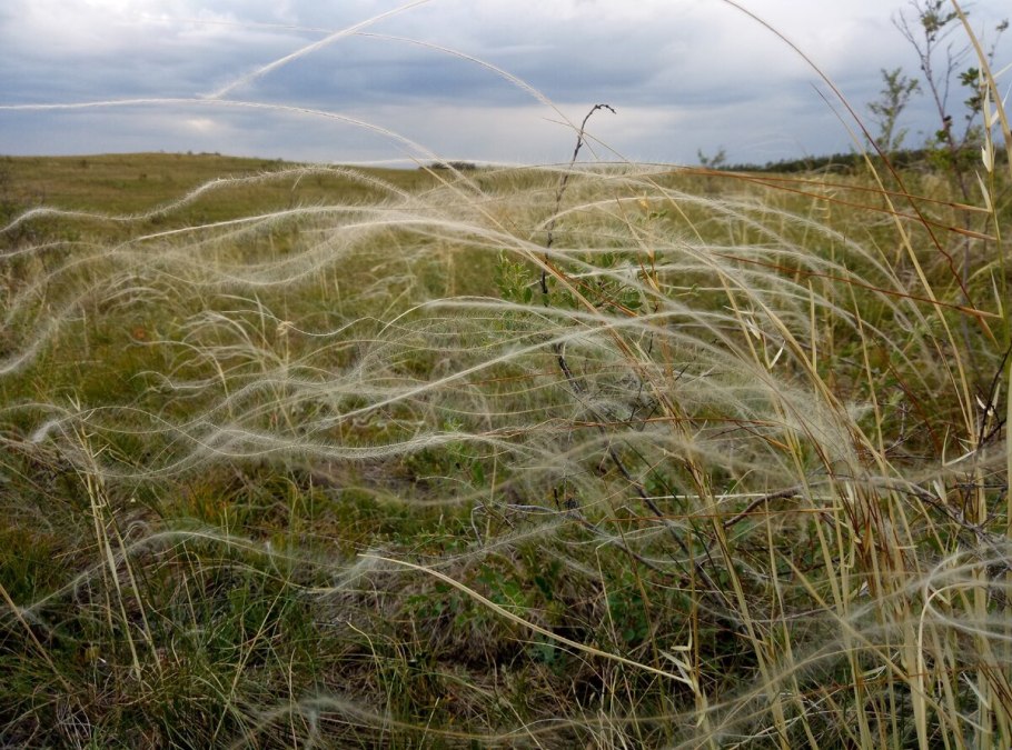 Stipa sareptana