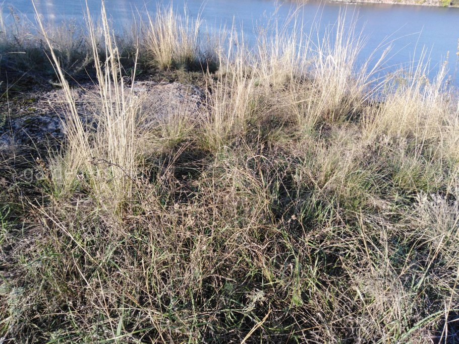 Сарептский Типчак