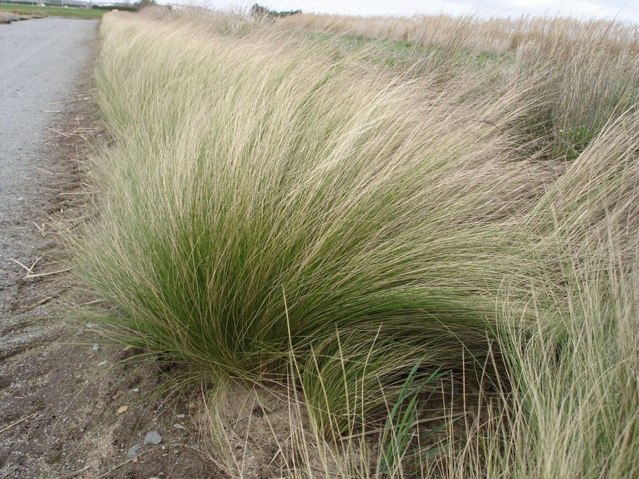 Ковыль бородатый (Stipa barbata