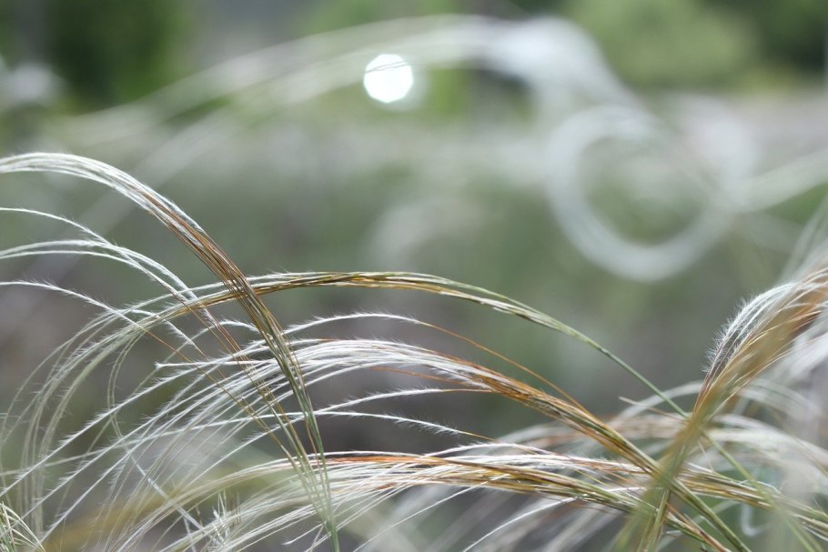 Ковыль полупустыни