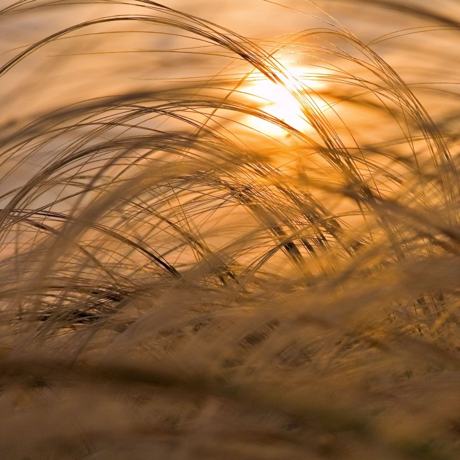 Ковыль степь