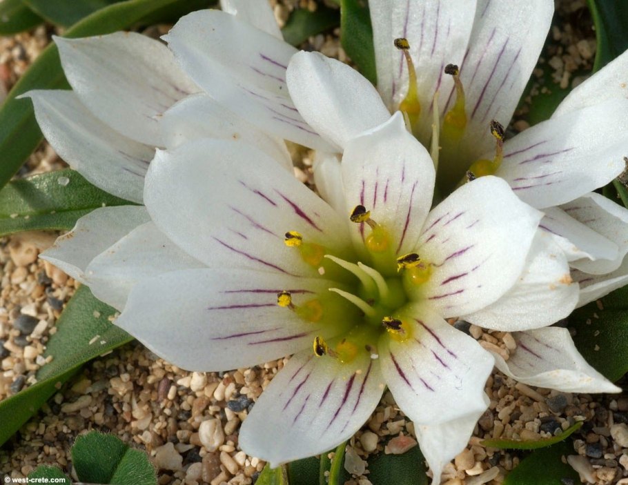 Красавка белладонна цветок