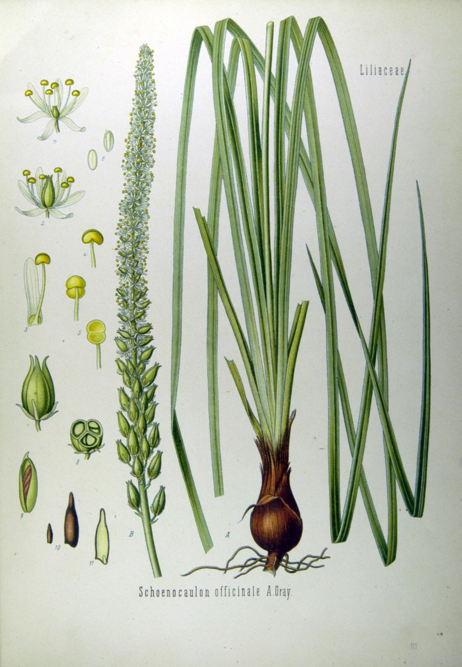 Сабадилла с9