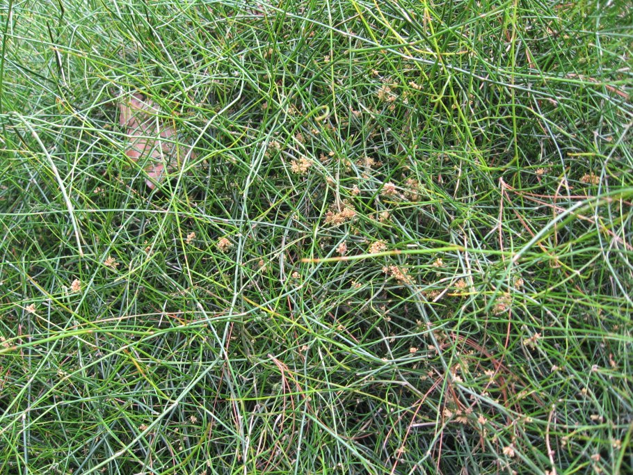 Дикорастущие растения земляника