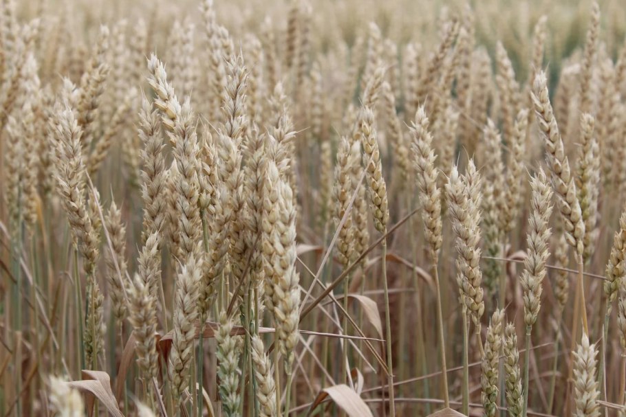 Оранжевый цвет ff9100