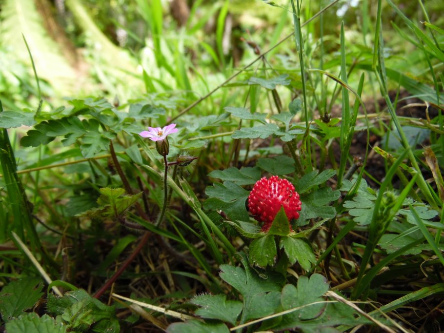 Сабадилла в гомеопатии
