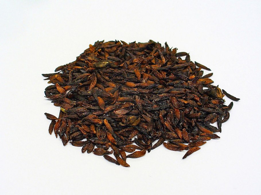 Хвойник шероховатый